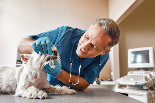 Best 24-Hour Emergency Dentist in Boonton, NJ